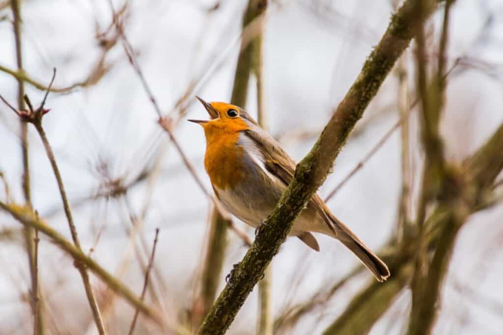 why-do-cats-chirp-at-birds-experts-explain-bechewy