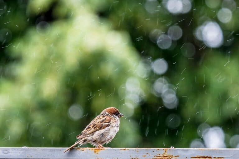 Can Birds Fly In The Rain? – A Helpful Explanation