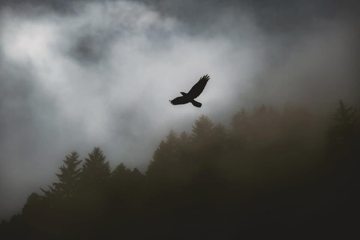 black hawk soaring