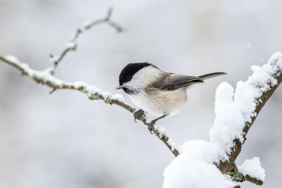 black and white bird on tree branch