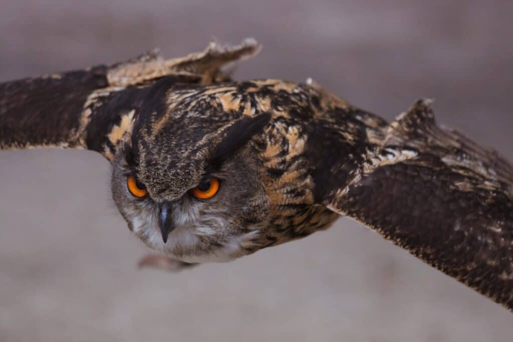 do-birds-fly-at-night-biologist-reveals-a-curious-answer-birding