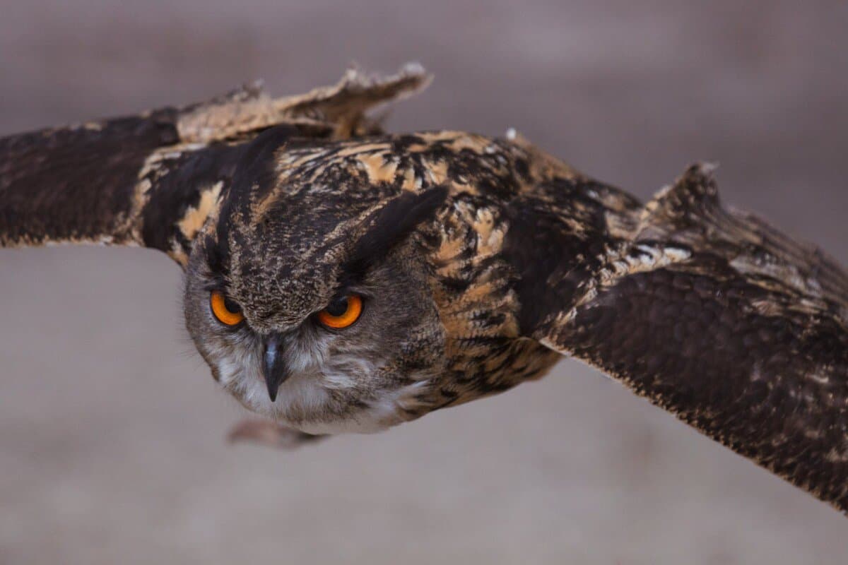 close up shot it an owl