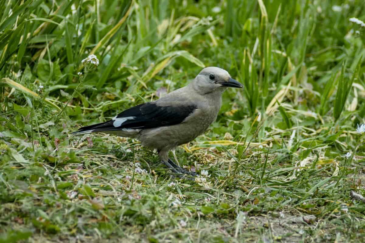 canada jay standing on grassy valley