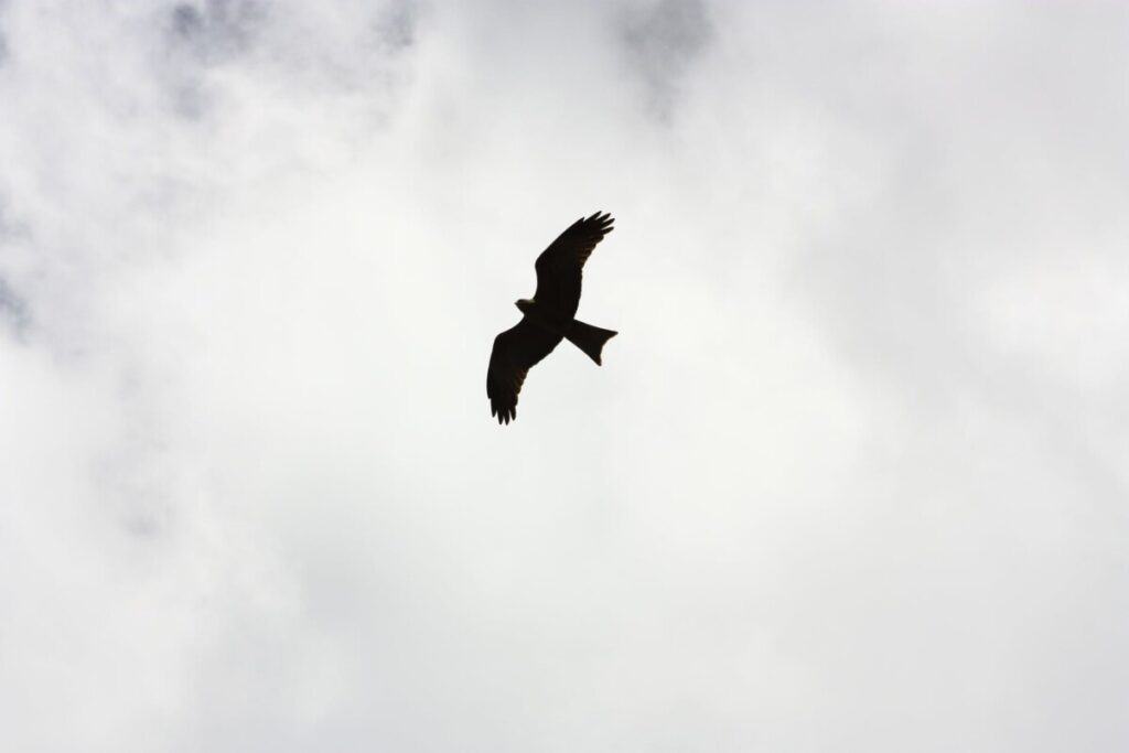 silhouette of bird flying