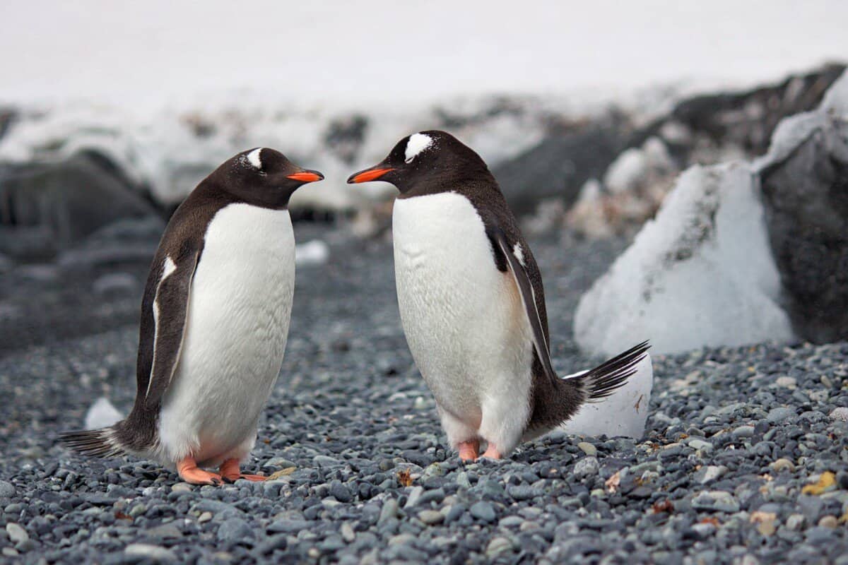 selective focus photography of two penguins