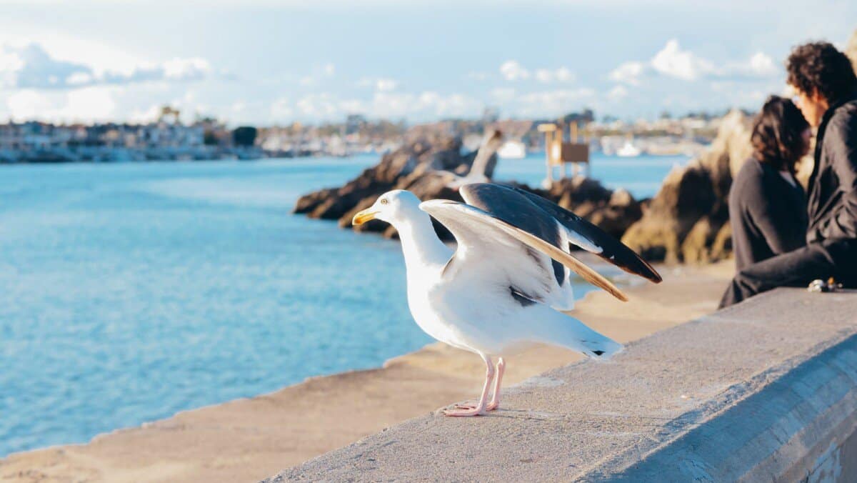 sea sunset bird beach