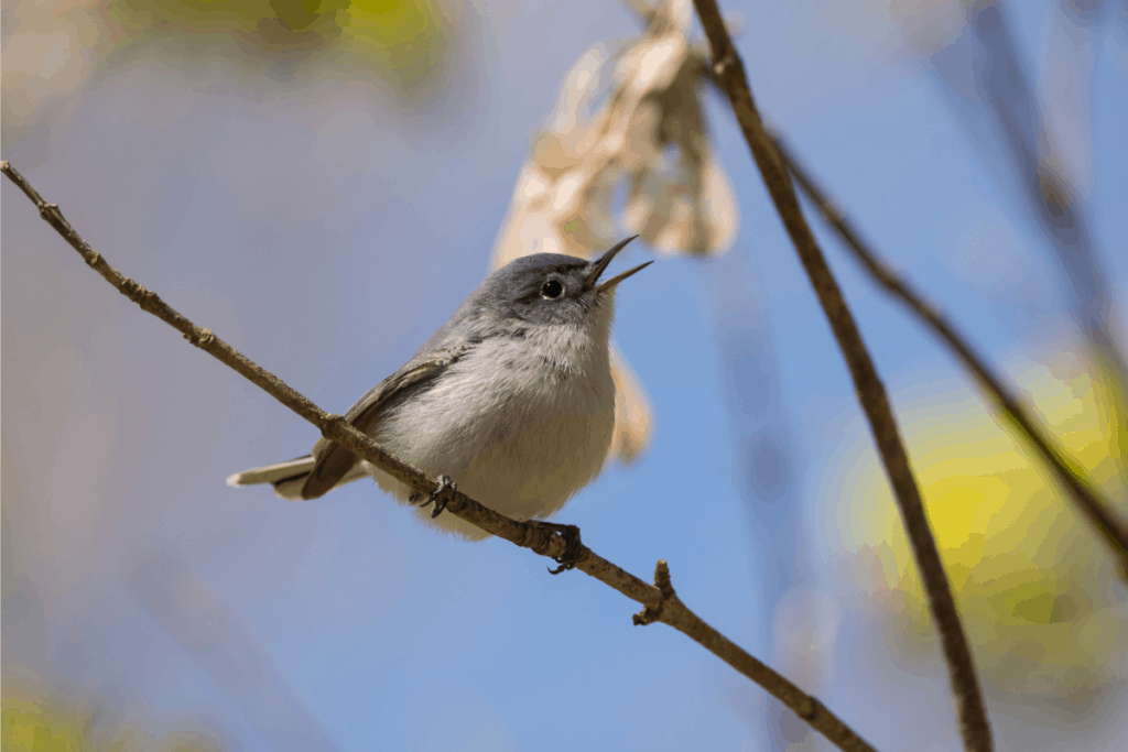 This image has an empty alt attribute; its file name is Blue-gray-Gnatcatcher-1024x683.png