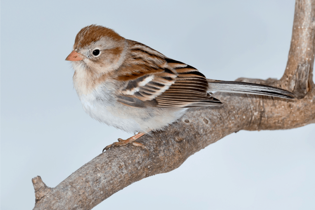 This image has an empty alt attribute; its file name is Field-Sparrow-1024x683.png