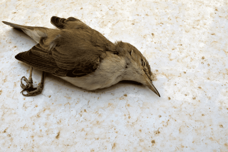 Do Birds Die When They Fly Into Windows? (ANSWERED!) – Birding Outdoors