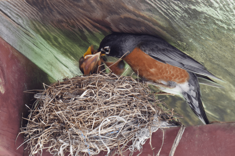 How Long Do Bird Eggs Take To Hatch? (Read THIS First!) - Birding Outdoors