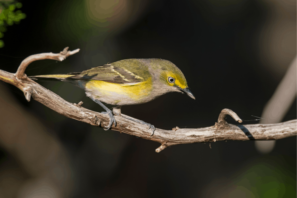 This image has an empty alt attribute; its file name is White-eyed-Vireo-1024x683.png