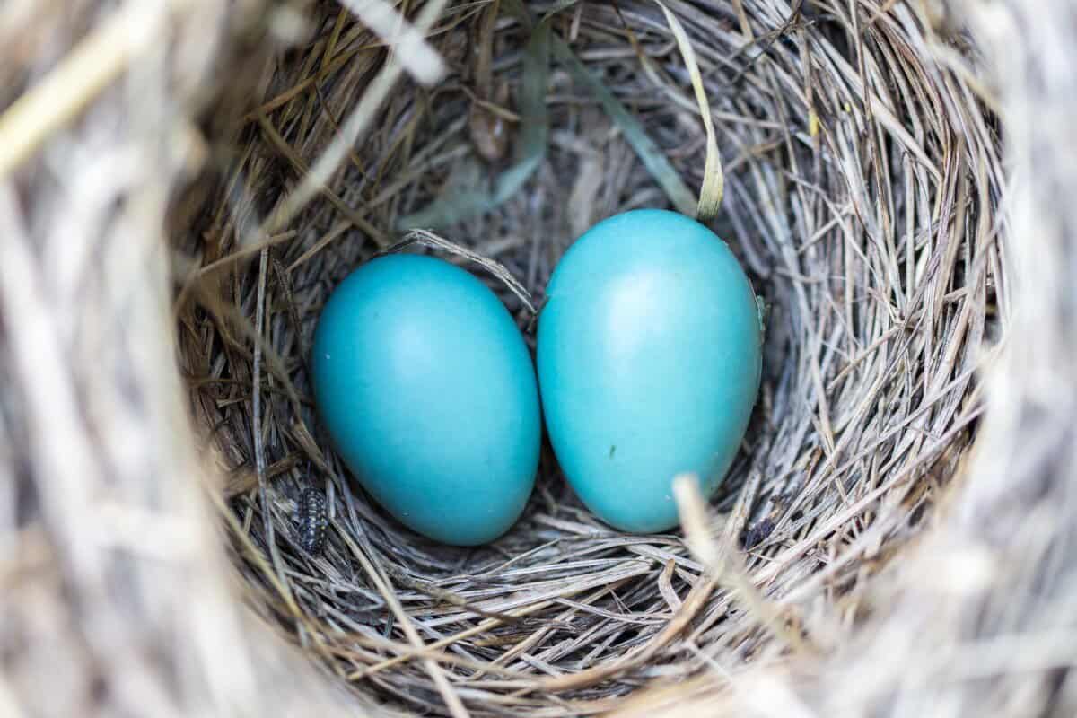 Do Birds Lay Eggs All Year Answered Some Faqs Birding Outdoors