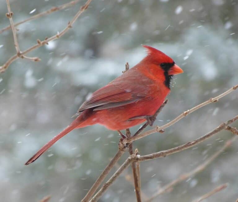Why Do Some Birds Stay For Winter? (8 SURPRISING Reasons!)