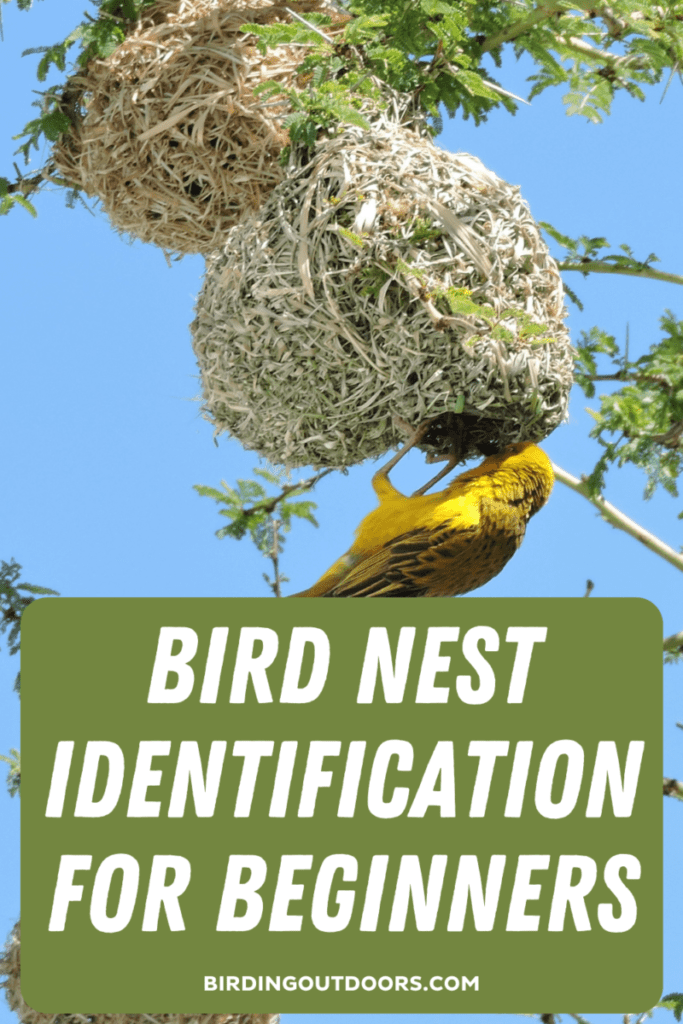 Beginner's Tips For Identifying Backyard Bird Nests