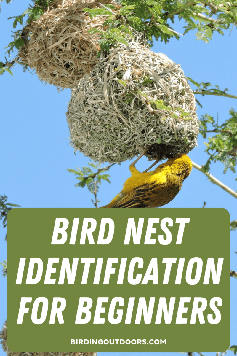 Bird Nest Identification: 5 QUICK Ways! (Read THIS First!) - Birding