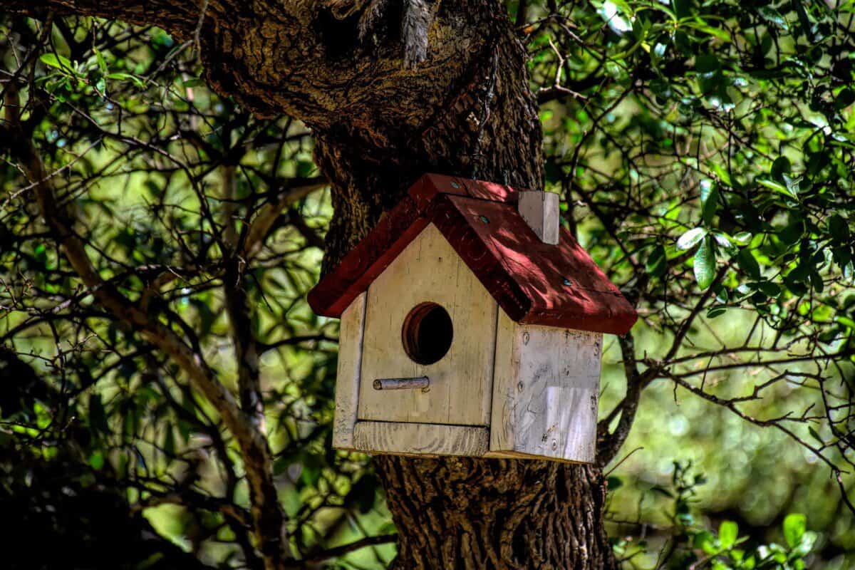 Birds Won't Use Birdhouse? (Here's 13 Reasons Why!) - Birding Outdoors