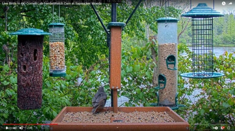 What Time Of Day Do Birds Feed? (Surprising ANSWER!) – Birding Outdoors