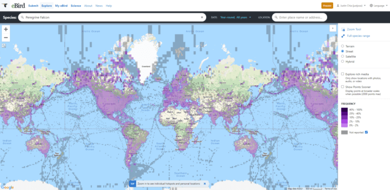 9 Best Ways To Identify Birds In Flight (BONUS resources!) - Birding ...