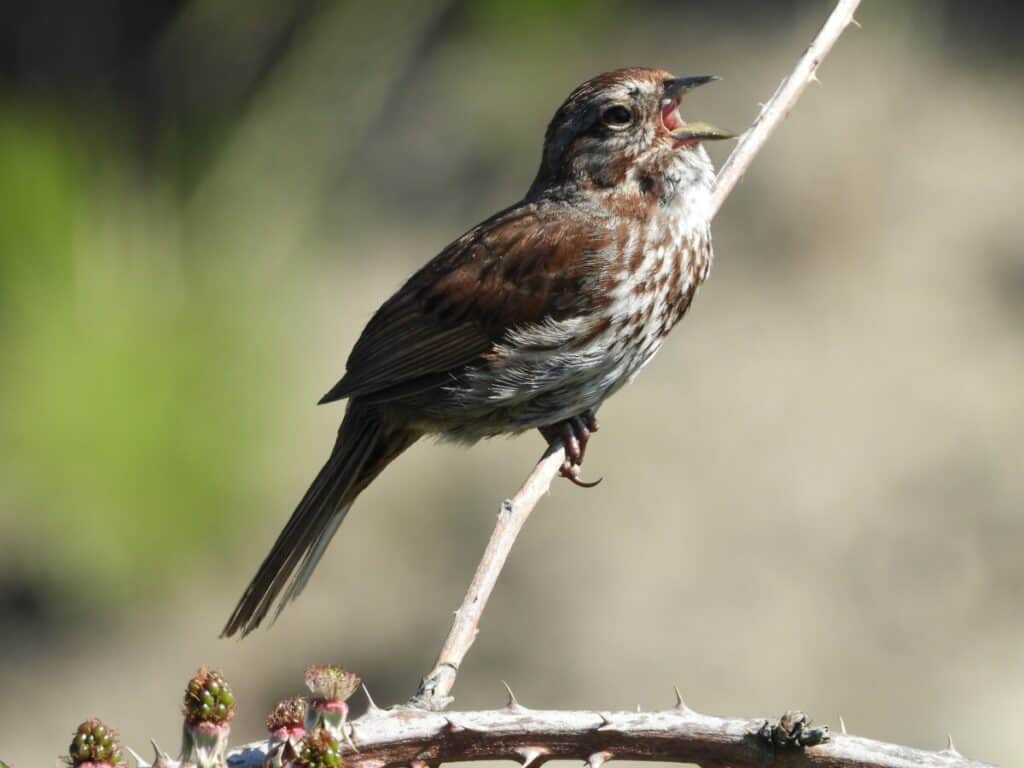 Why Do Birds Chirp In The Morning? (Answered by a Biologist!) Birding