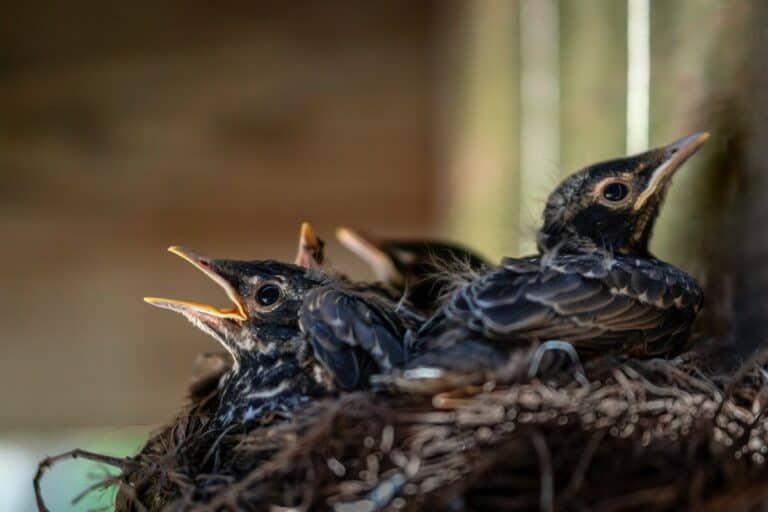 Do All Baby Birds Survive In Nests? [ANSWERED! + FAQs]