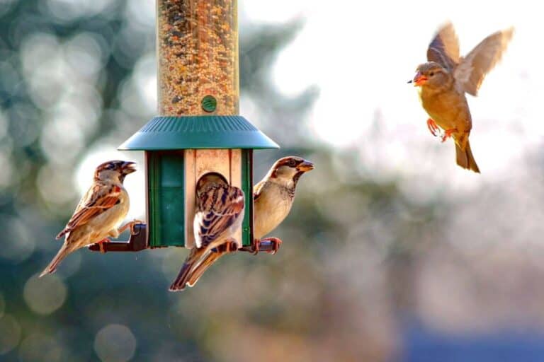 What Time Of Day Do Birds Feed? (Surprising ANSWER!)