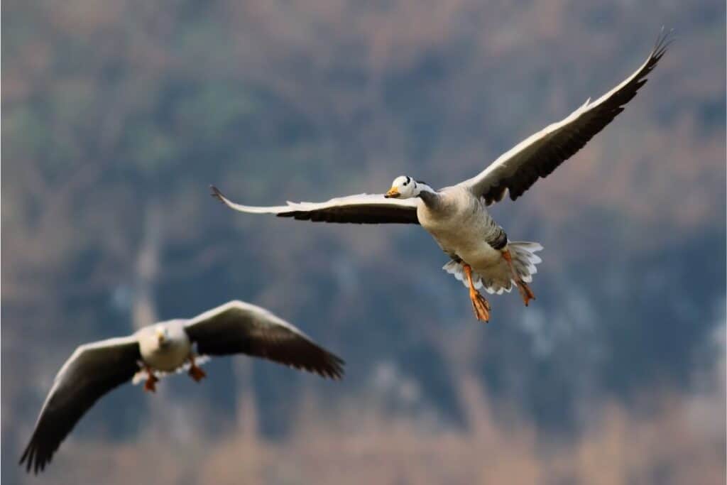 Why Do Some Birds Fly SO High? [ANSWERED! + FAQs] - Birding Outdoors