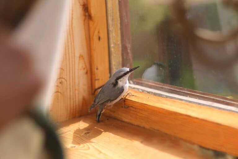 Why Do Birds Keep Flying Into My House? (6 Reasons WHY!)