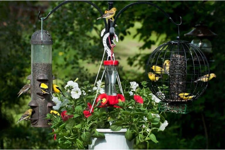 How Many Bird Feeders Should You Have? [ANSWERED! + FAQs]