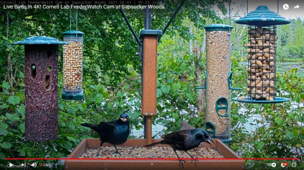 The colors on backyard birds may mean more than we think - FeederWatch