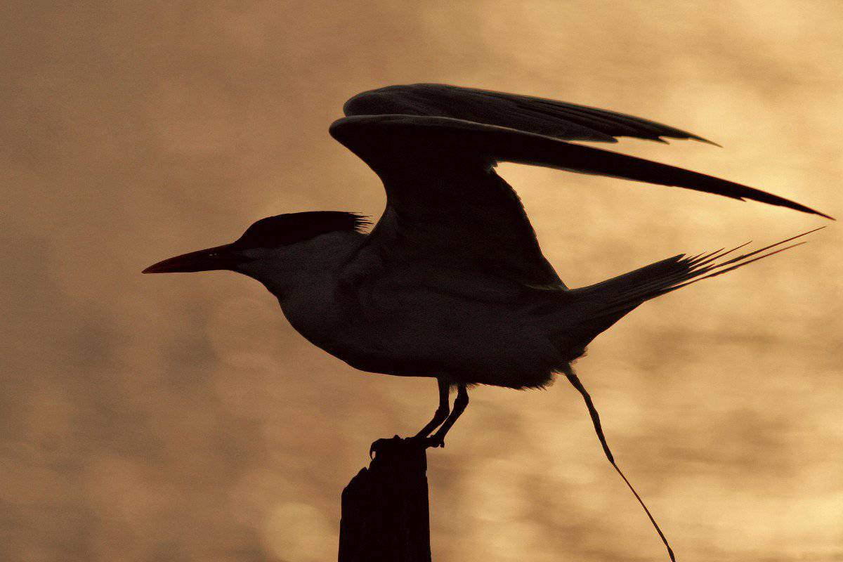 how-often-do-birds-poop-surprising-answer-faqs-birding-outdoors