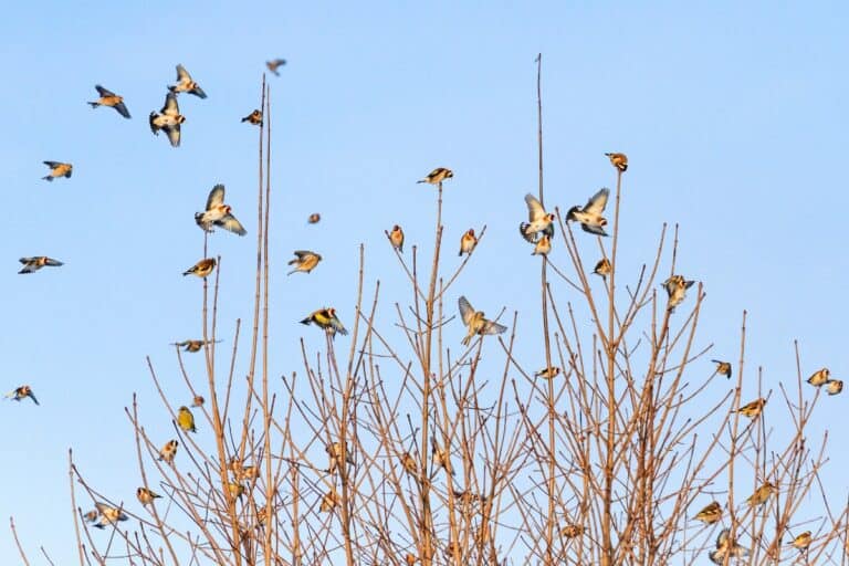 how-often-do-birds-poop-surprising-answer-faqs-birding-outdoors