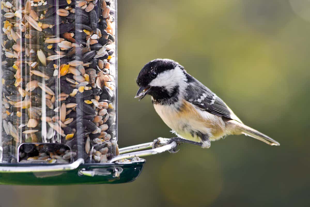 how-often-do-birds-poop-surprising-answer-faqs-birding-outdoors