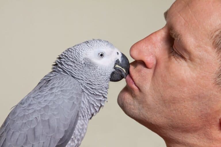Why Does My Bird Bite My Mouth? [ANSWERED! + FAQs]