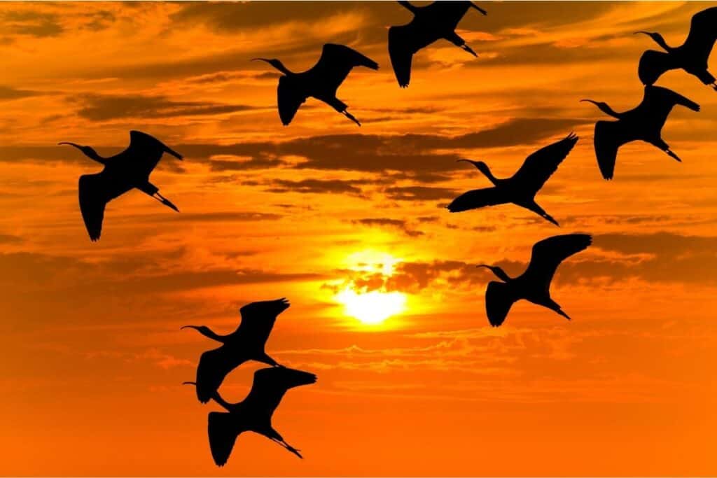 Why Do Birds Fly At Sunset? (Surprising ANSWER! + FAQs) – Birding Outdoors