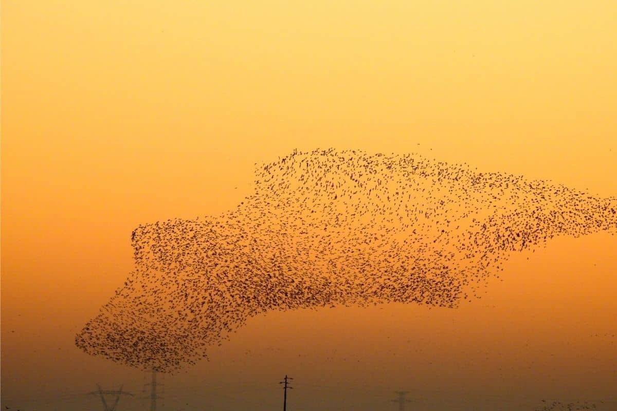 Why Do Birds Fly At Sunset? (Biologist Explains a Curious Answer ...