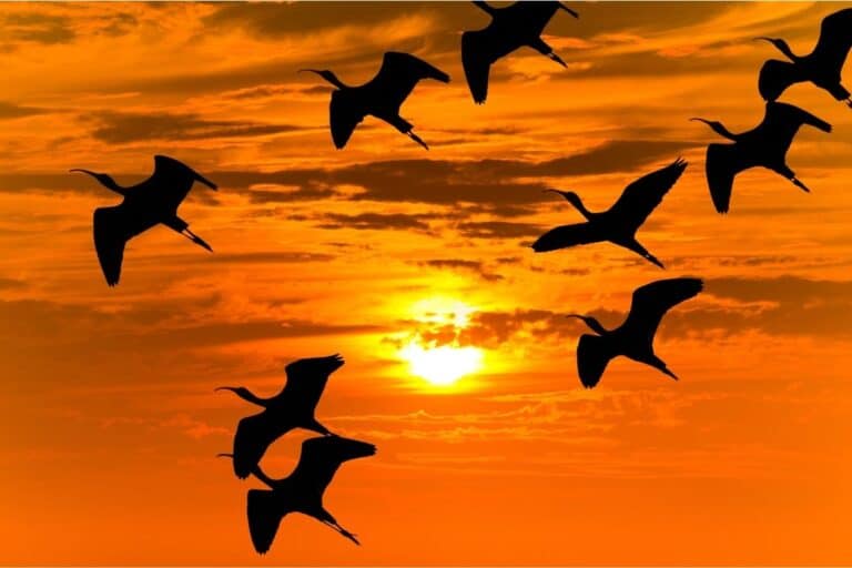 Why Do Birds Fly At Sunset? (Biologist Explains a Curious Answer!)