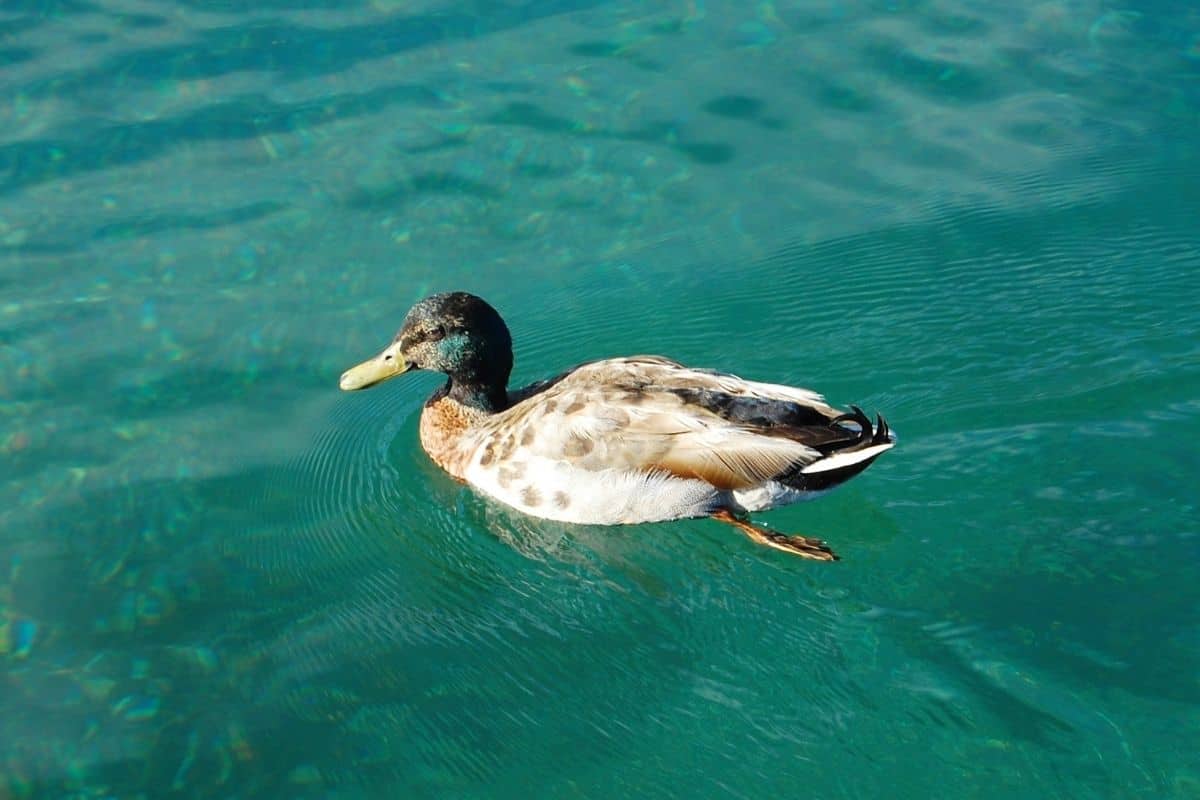 Can Birds Swim? (And 3 SURPRISING Ways They Do So!) - Birding Outdoors