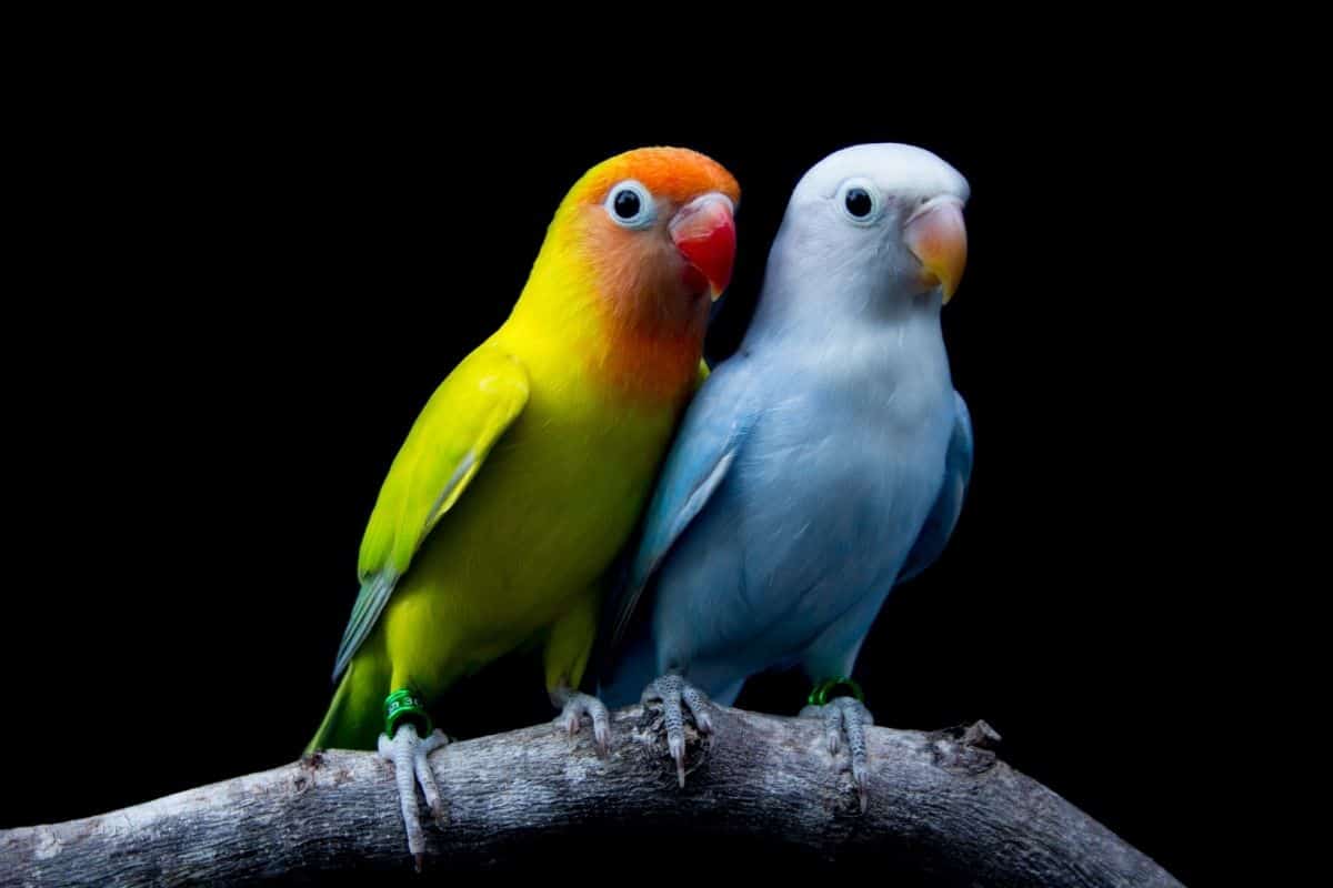 Why Do Love Birds Fight Each Other? (Answered! + FAQs) – Birding Outdoors