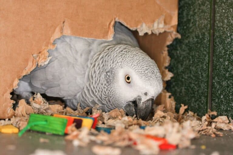 Do Birds Eat Paper? (Surprising ANSWER!+ FAQs)