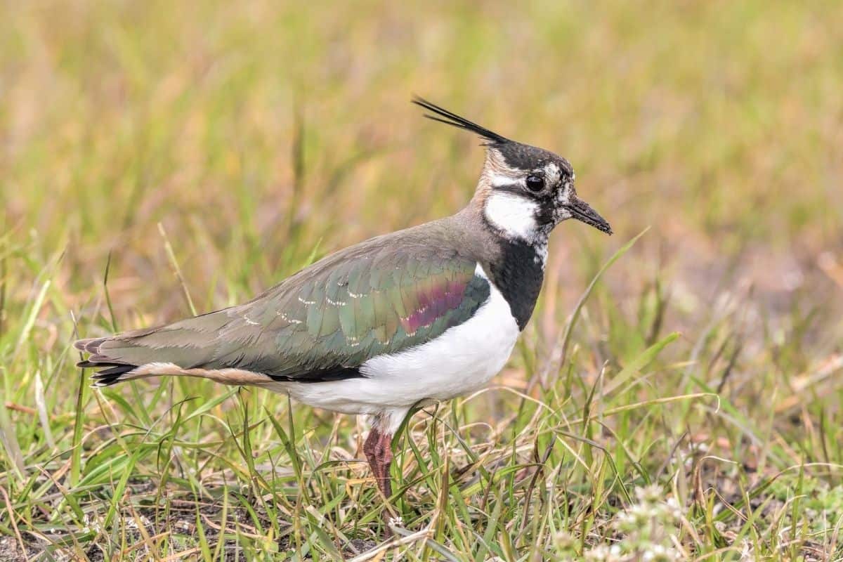 Why Do Birds Walk When They Can Fly? [ANSWERED! + FAQs] - Birding Outdoors