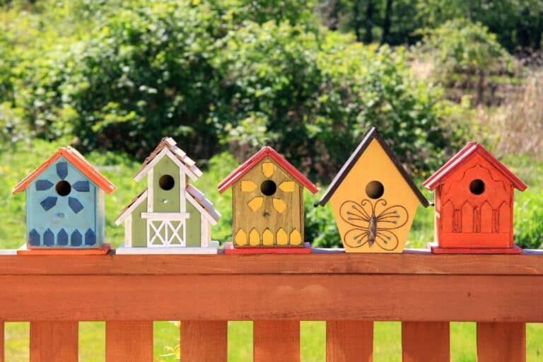 Safe Paint For Birdhouses: A Starter Guide! (Read First!)
