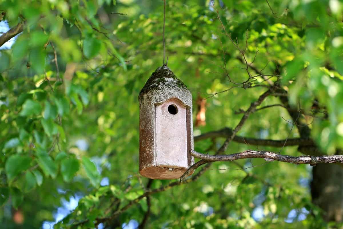 Do Birdhouses Need To Be Cleaned Out? (ANSWERED! + FAQs) - Birding Outdoors