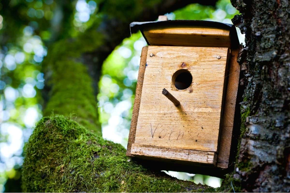 Do Birdhouses Need To Be Cleaned Out? (ANSWERED! + FAQs) - Birding Outdoors