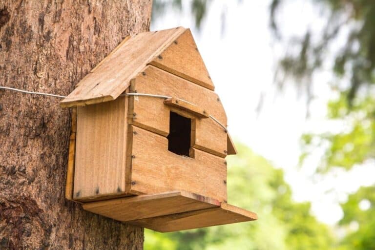 Do Birdhouses Need To Be Cleaned Out? (ANSWERED! + FAQs)