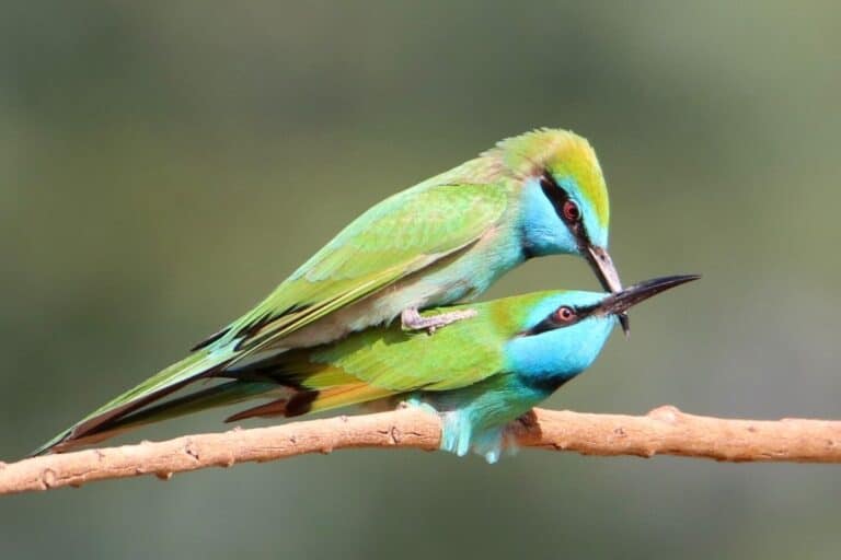 How Do Birds Mate? (A Biologist Explains the Science!)