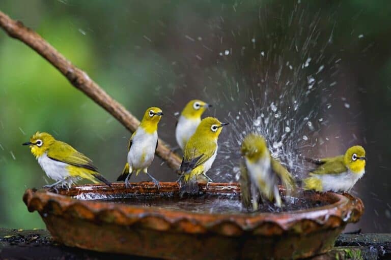 How To Keep Bird Bath Water Clean (With 10 SIMPLE Steps!)
