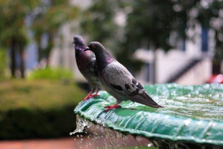 Non-Toxic Concrete Sealers for Bird Baths (Complete Guide)