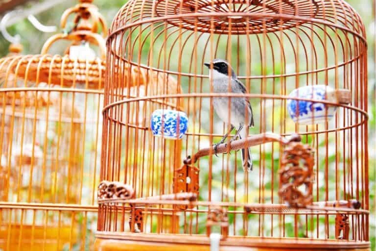 Safe Paint for Bird Cages: 7 CRUCIAL Facts (Read First!)