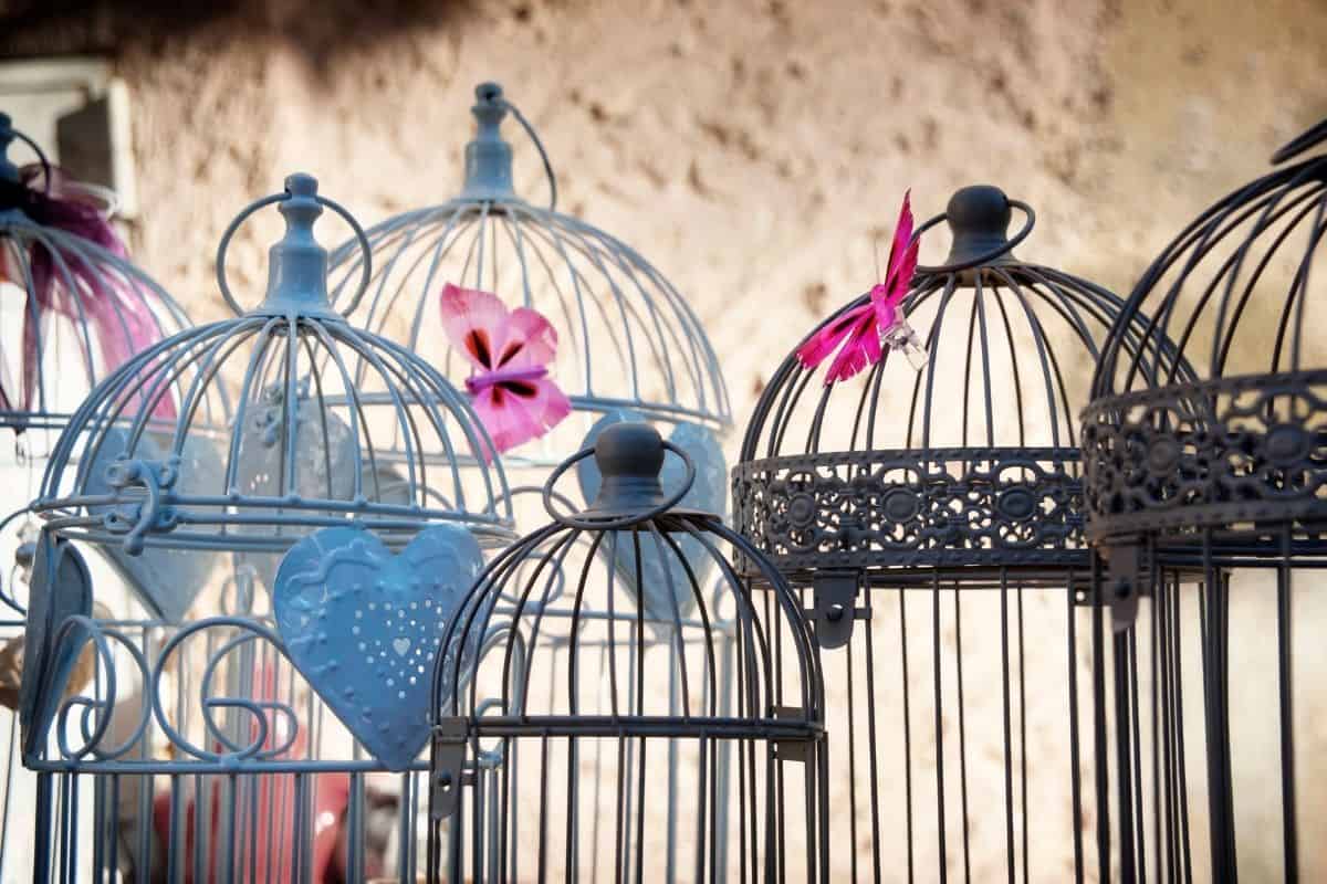 Safe Paint for Bird Cages 7 CRUCIAL Facts (Read First!) Birding Outdoors