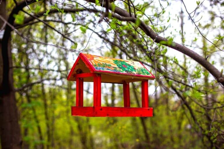 Safe Paint for Bird Feeders: 11 KEY Facts (Read THIS First!)